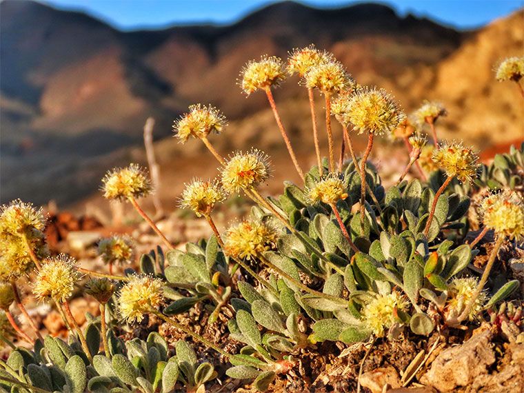 tEDmagazine's tweet image. Lawsuit Says Nevada Lithium Mine Will Crush Rare Plant Habitat – #electrifiEDnews #APnews #lithiummine #endangeredplants #endangeredspecies bit.ly/4fouxlq