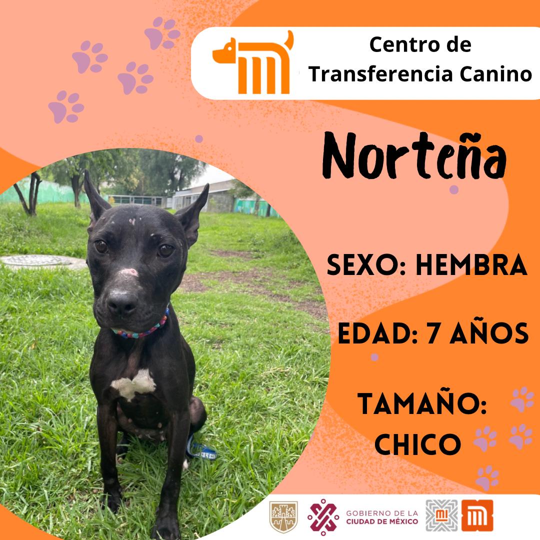 Todos los perritos rescatados en las instalaciones de la red, son trasladados al CTC del Metro, lugar donde son valorados por médicos veterinarios. Si deseas darle la oportunidad algún lomito, consulta: bit.ly/2Dv5VXG 🐾 #AUnMetroDeSuHogar #AdoptaNoCompres 🐶🏡