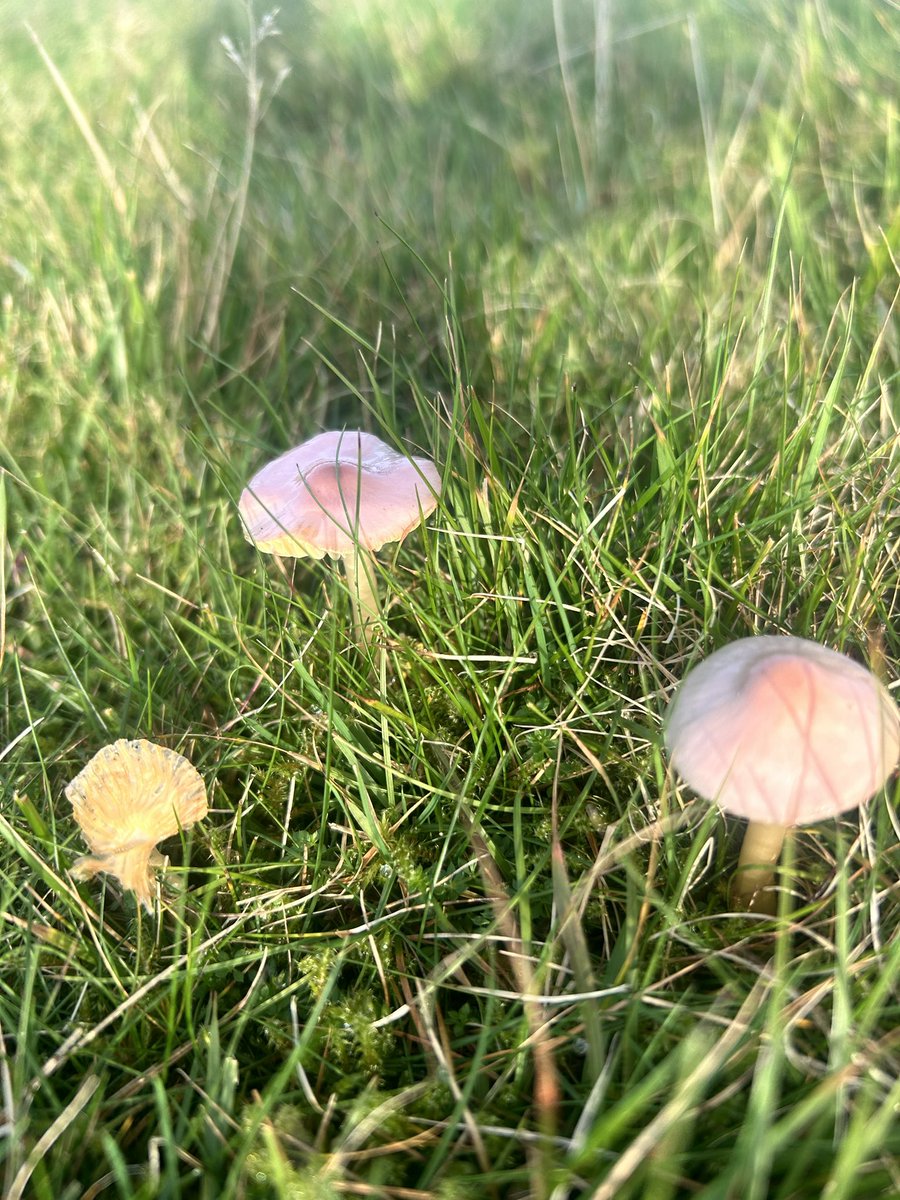 Some nice grassland fungi, blue Roundhead, and a parrot waxcap in pink.
#MushroomMonday