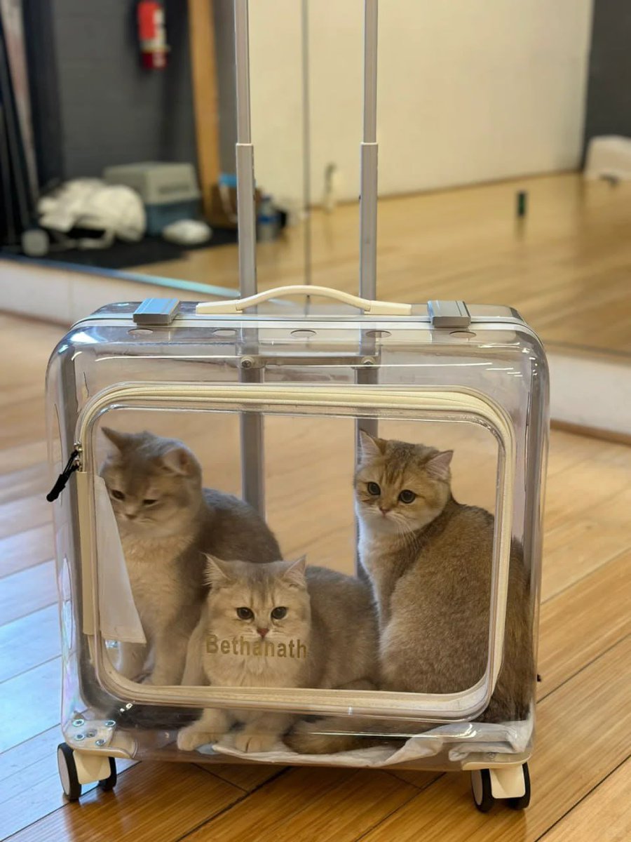 Such a cute group of cats