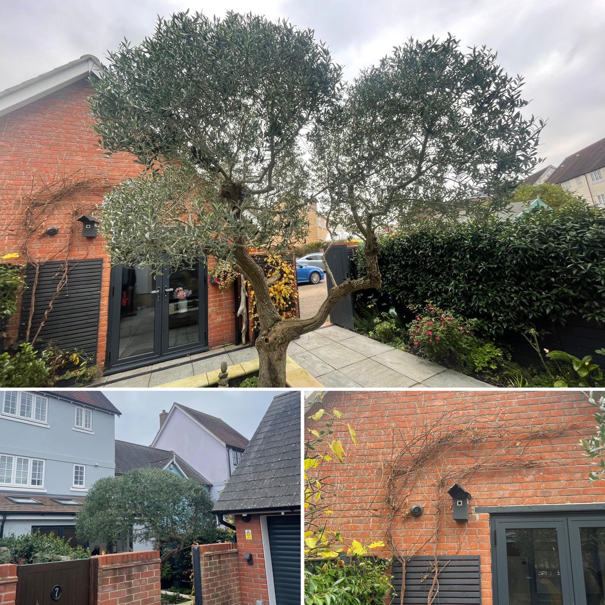 Olive 🫒 &amp; wisteria pruning carried out this morning by one of our teams for a repeat client in #Wivenhoe, #Essex.