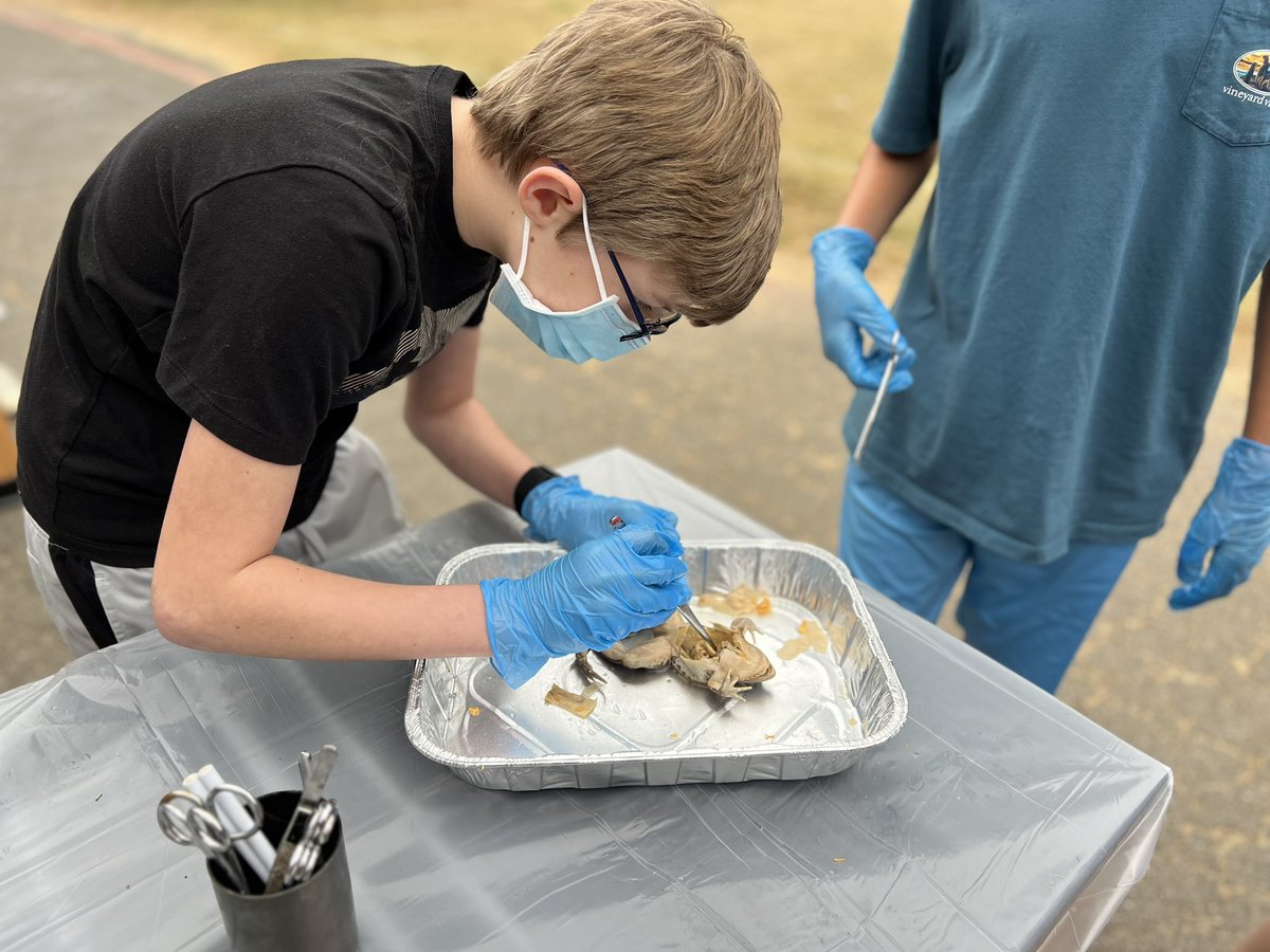 Dissecting frogs today in 7th grade Life Science! <a href="/PrincipalPolk/">Hannah Polk</a> <a href="/CobbSchools/">Cobb County Schools</a>