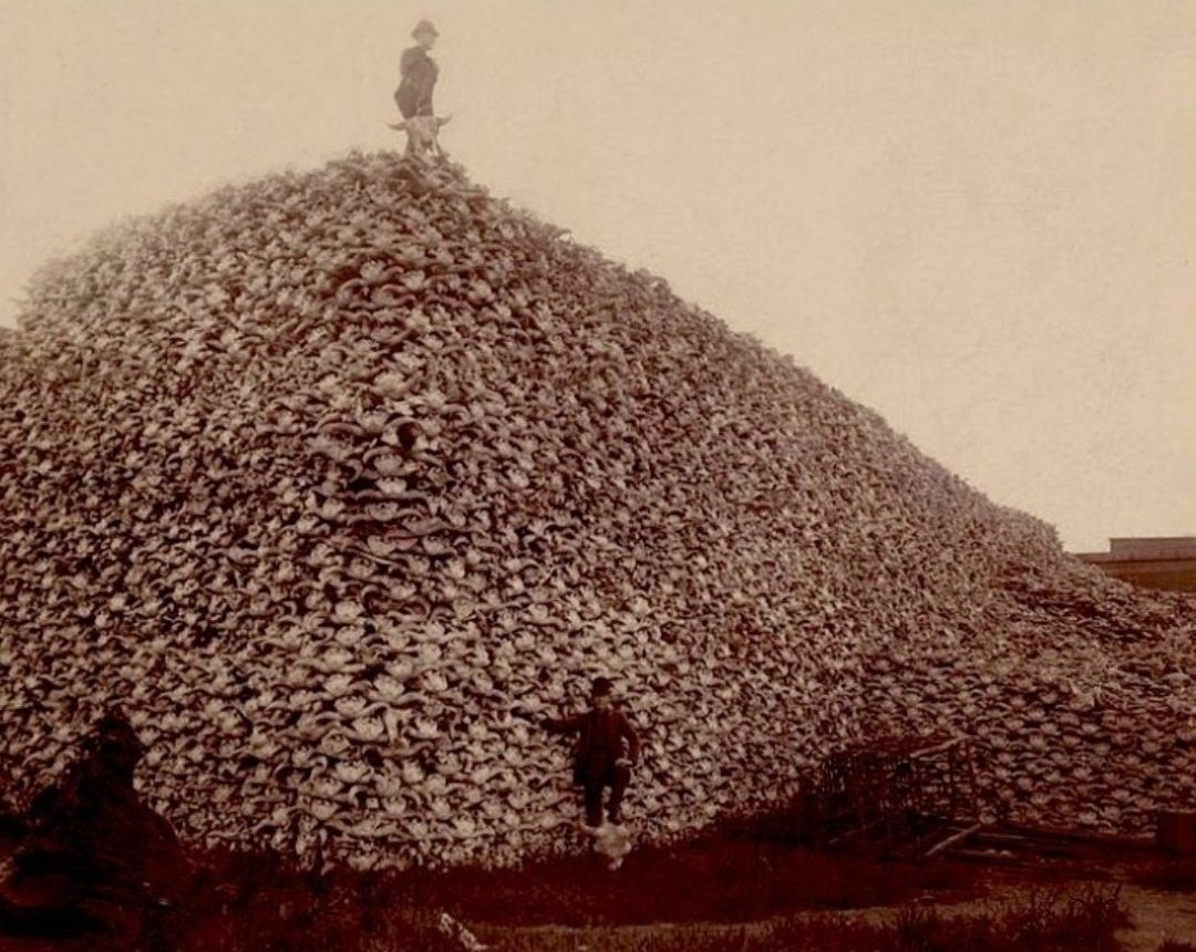 In 1870, an estimated 2 million Bison were ki!!ed by settlers on the Southern Plains in one year. From 1872-1874, an average of 5,000 Bison were ki!!ed every day. That's 5.4 million Bison ki!!ed in 3 years. 

In 1884, the Bison population reached its lowest point at just 325.