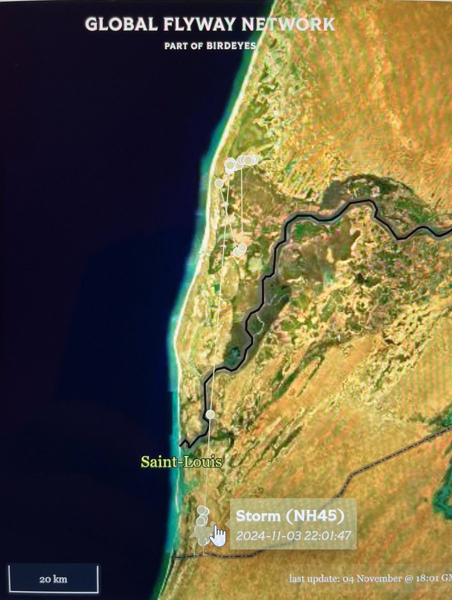 Global Flyway Network (@globalflyway) on Twitter photo STORM is living up her name, as she has now reached the #Senegal delta after leaving southern Spain, with stops in Mauritania, first in Baie d'Arguin in <a href="/PNBancarguin/">Parc National du Banc d'Arguin - PNBA</a> and then in <a href="/ParcDiawling/">Parc National du Diawling</a>! It is very exciting to have a #spoonbill with #tracker here.
globalflywaynetwork.org/tracks/species… STORM is living up her name, as she has now reached the #Senegal delta after leaving southern Spain, with stops in Mauritania, first in Baie d'Arguin in <a href="/PNBancarguin/">Parc National du Banc d'Arguin - PNBA</a> and then in <a href="/ParcDiawling/">Parc National du Diawling</a>! It is very exciting to have a #spoonbill with #tracker here.
globalflywaynetwork.org/tracks/species…