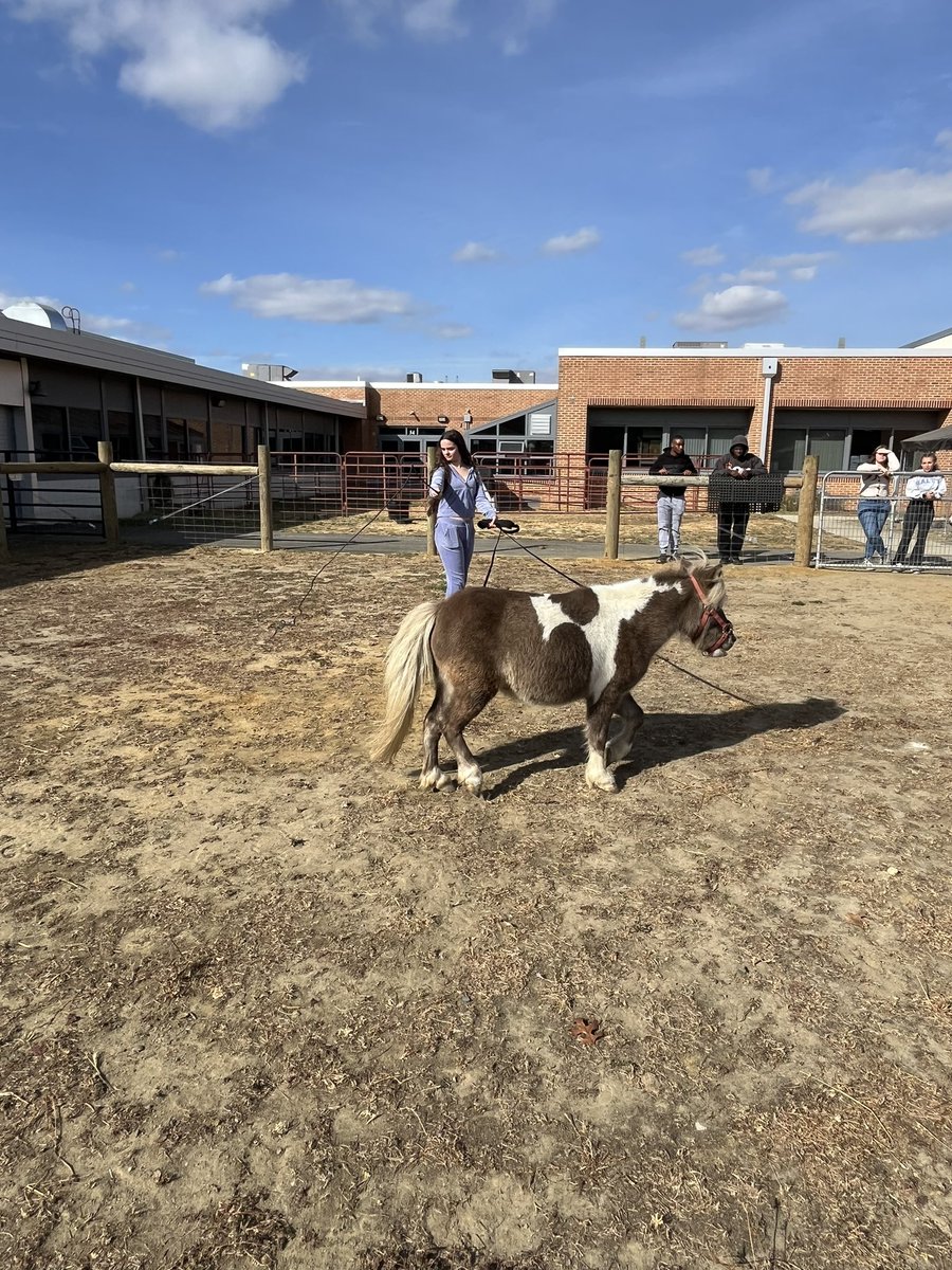 Karissa Kester (@krkester) on Twitter photo Students in the #VetScience course learned how to longe horses today. Large animal vets must know how to longe horses to preform certain exams such as an Equine Soundness Exam! <a href="/azuck1/">Andrew Zuckerman</a> <a href="/amystellanbc/">Dr. Amy Stella</a> <a href="/EmerMatt/">Matt Konowicz</a> <a href="/nbc_hsprincipal/">HS Principal</a> <a href="/NBC_FFA/">Northern FFA</a> Students in the #VetScience course learned how to longe horses today. Large animal vets must know how to longe horses to preform certain exams such as an Equine Soundness Exam! <a href="/azuck1/">Andrew Zuckerman</a> <a href="/amystellanbc/">Dr. Amy Stella</a> <a href="/EmerMatt/">Matt Konowicz</a> <a href="/nbc_hsprincipal/">HS Principal</a> <a href="/NBC_FFA/">Northern FFA</a>