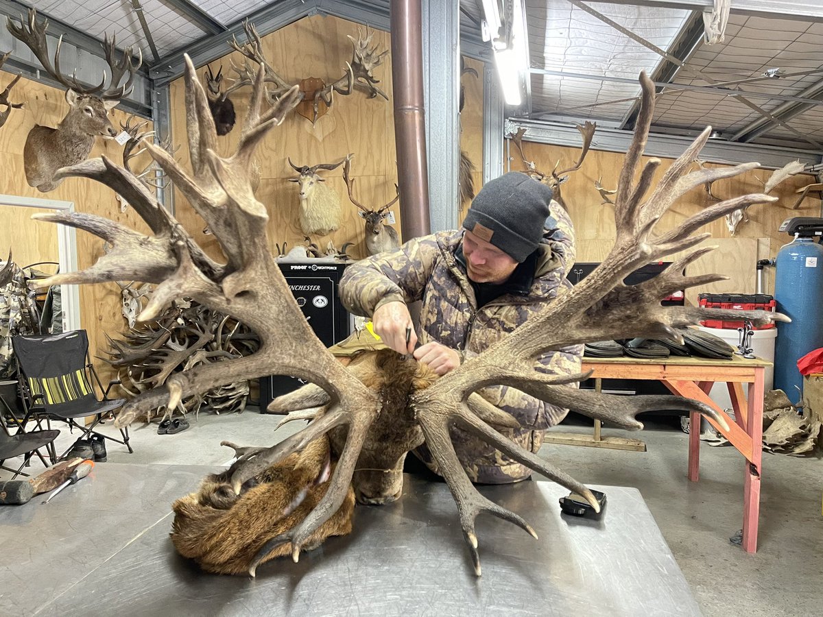 RedStagHunter's tweet photo. Big model! A 600” SCI class stag.  We have the finest quality estate Red Stags in the world here in New Zealand.
#redstaghunting #adventurehunting https://t.co/u0T6a3adtU
