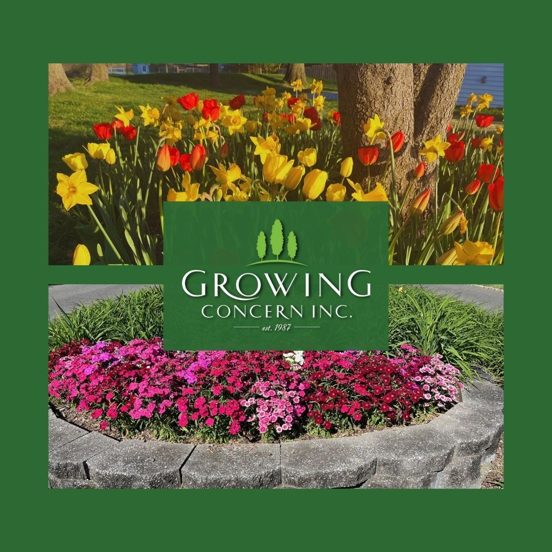 GrowConcern's tweet image. Color your landscape with vibrant blooms that welcome every season with joy and beauty. Learn more: growing-concern.com

#GrowingConcern #Landscaping #HomeBeautification #Planting #Seeding