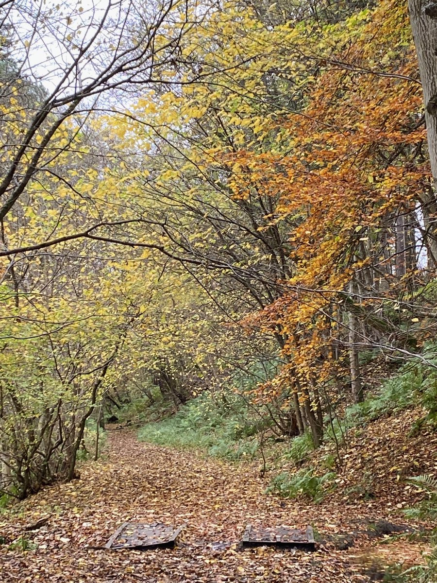 ccbigcam's tweet photo. Many Shades of Autumn colours  on NeidPath Railway walk, Peebles
#AutumnBeauty #NeidPath #Peebles https://t.co/g6zDuzd4VV