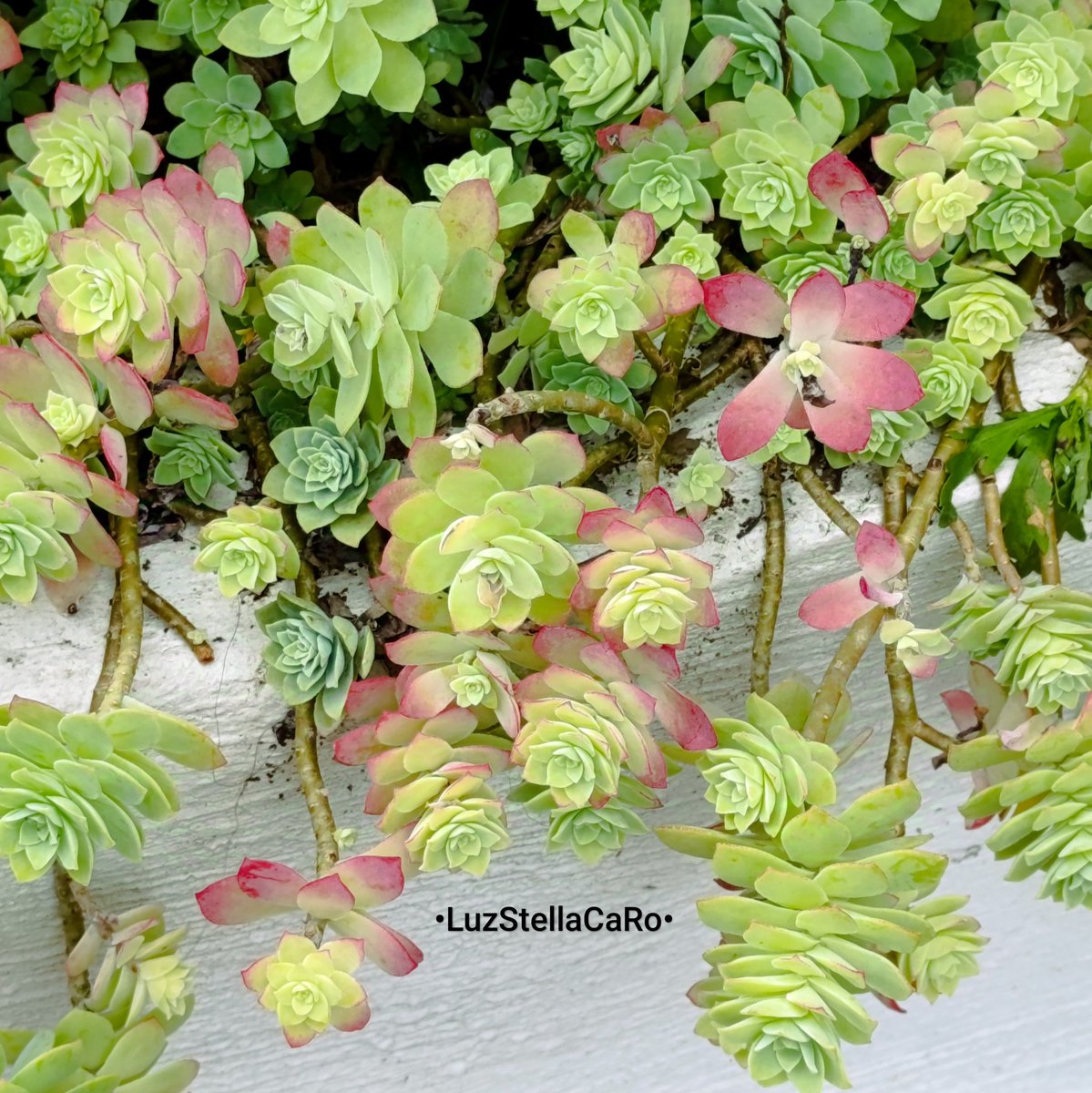 🌿🍃🌿🍃🌿🍃🌿🍃🌿
La vida es bella cuando 
la naturaleza está presente
Feliz #LunesDeHojas 
🌿🍃🌿🍃🌿🍃🌿🍃🌿
<a href="/LuzStellaCaRo/">🍃 LuzStellaCaRo</a>