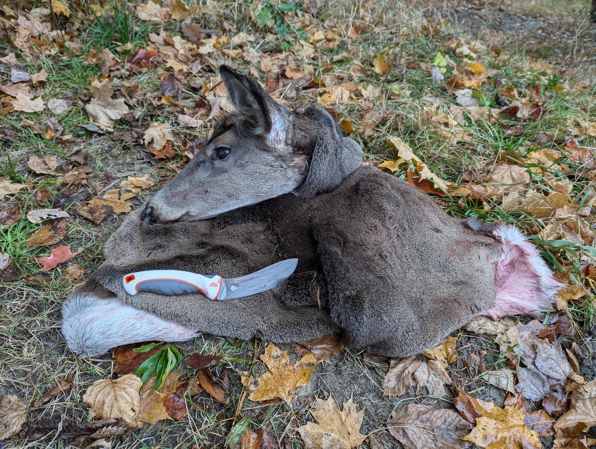 Kyle The Monster Nelson (@the__monster) on Twitter photo This is my first year butchering wild game and <a href="/oeknives/">Outdoor Edge Knives & Tools</a> made the process a lot easier! This is my first year butchering wild game and <a href="/oeknives/">Outdoor Edge Knives & Tools</a> made the process a lot easier!