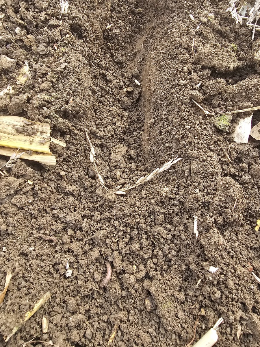 Pushing the limits of #rootsnotiron in heavy corn residue. This would typically be 3 tillage passes before planting next year . We are hoping the rye roots provide the tilth enough in the soil to get the planter in . #ontag #rye #vanmeerfarms #alwaysgrowing