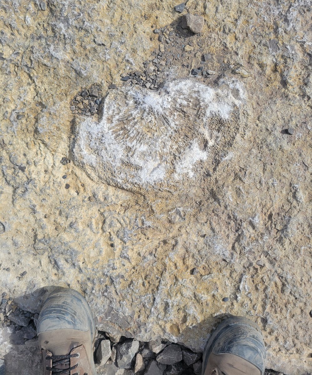 TheRockRipper's tweet photo. Hey #paleotwitter, anyone know what kind of fossil this is? It’s huge! (Human toes for scale). My smart friend’s best guess is ‘obviously some coral, but also maybe a large brachiopod’. https://t.co/qUazTfd9Kp