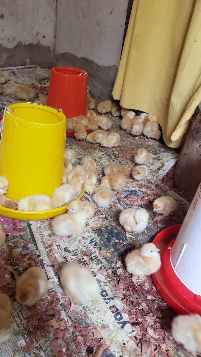 ogen_ivan's tweet image. 3/204 dead in 5 days . Guess the diseases tht did so