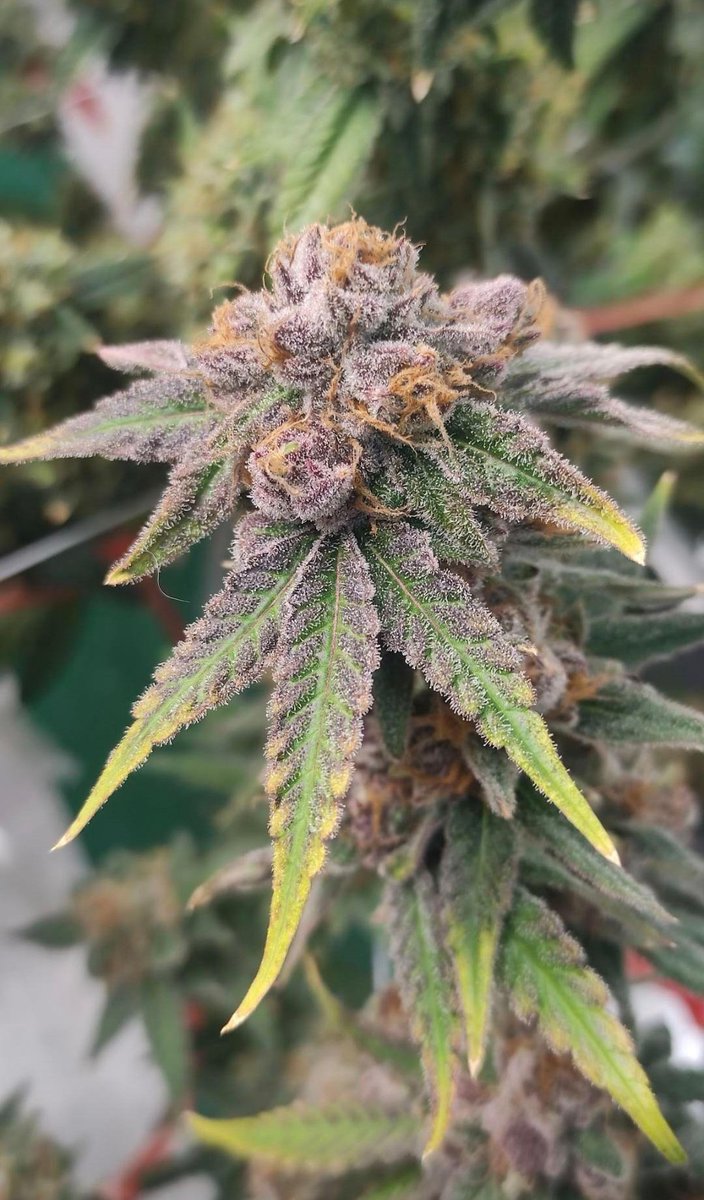 #Pureskunkgofast 🧀🧀🧀