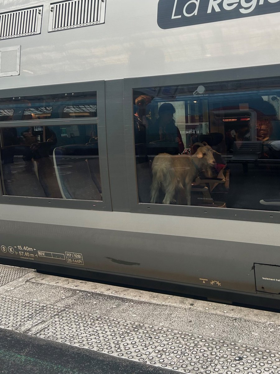 🎬 Ça tourne !
Un trajet pas comme les autres… 🐐
Ravis d’accueillir aujourd’hui l’équipe de tournage du film « Comme un œuf » dans nos <a href="/TERNouvelleAQ/">SNCF Voyageurs TER NOUVELLE-AQUITAINE</a> ! Rendez-vous en salles à l'été 2025 pour en savoir plus…