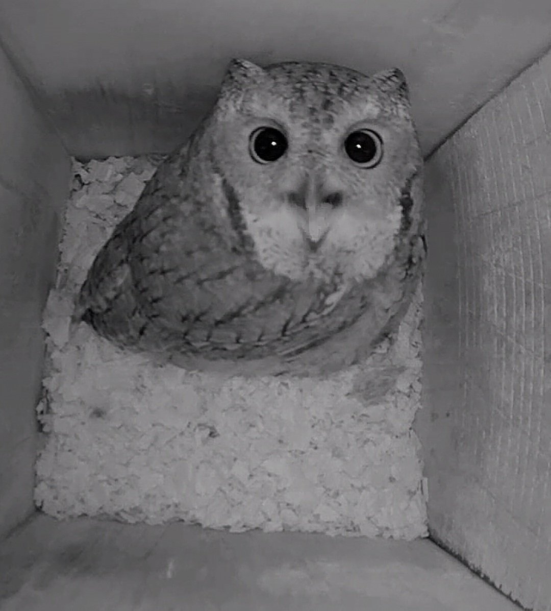Good morning from the backyard, Owl box! 
#Owl #backyard