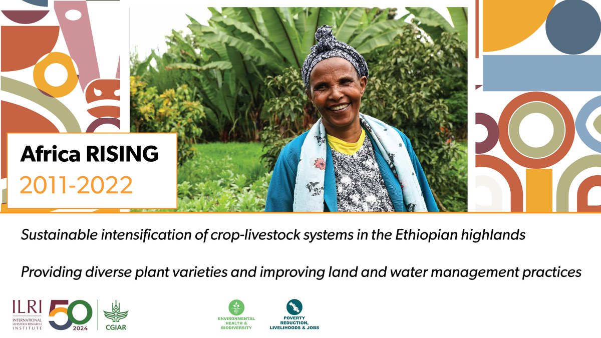 2) Africa RISING has provided diverse crop &amp; forage varieties, feeding troughs &amp; sheds &amp; landscape management options to 455,648 highland farmers.

37,972 local people have been trained, 59 postgrad students supported &amp; 60 journal articles published! #ILRIat50