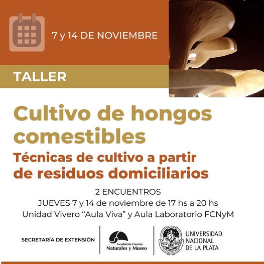 #LaUNLPInvestiga ¿Te gustaría aprovechar los #residuos orgánicos domésticos y de paso mejorar tu alimentación? La #UNLP ofrece un curso sobre cultivo de #hongos comestibles en el marco de la economía circular. 
🍄 Leelo acá: i.mtrbio.com/uxoamqqfun