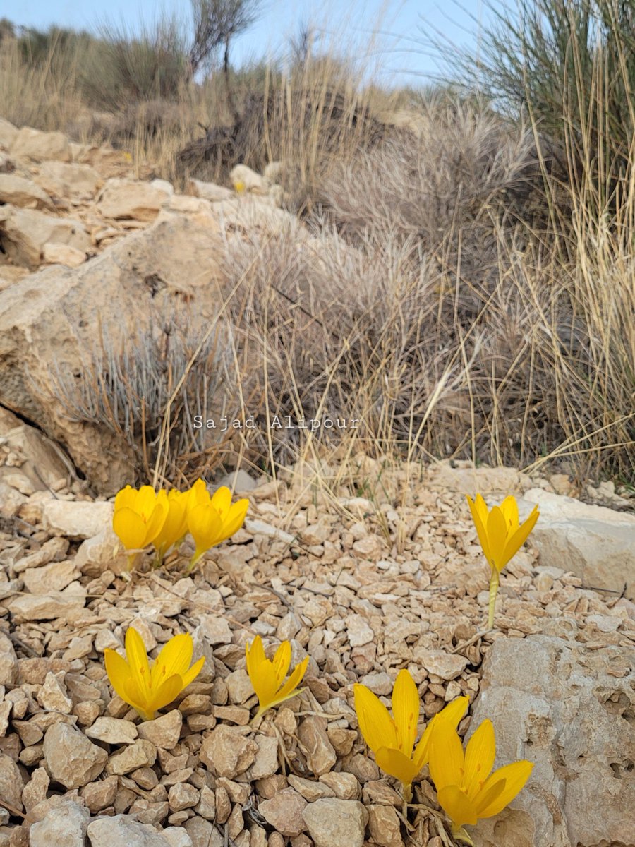 Dr. Sajad Alipour tweet media