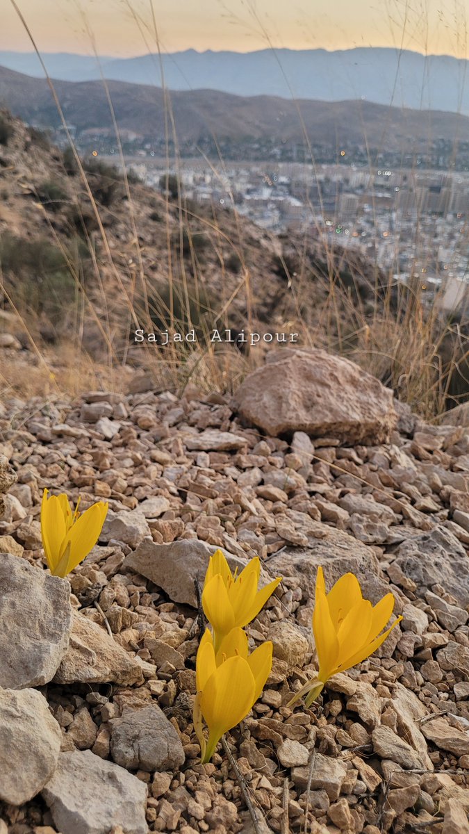 Sternbergia clusiana
Amaryllidaceae
Fars province, Iran
Yesterday,  3 November 2024
Altitude: 1850m
#botany