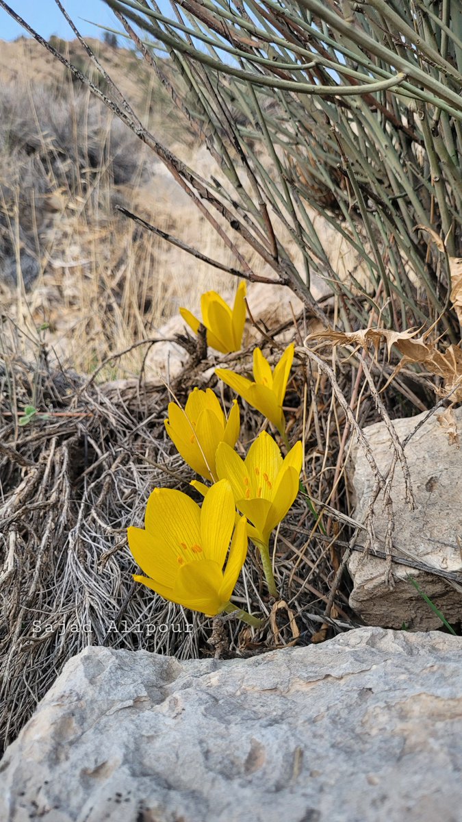 Dr. Sajad Alipour tweet media