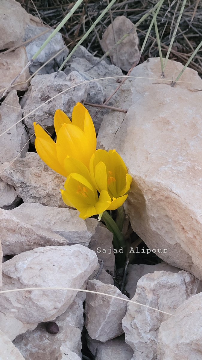 Dr. Sajad Alipour tweet media