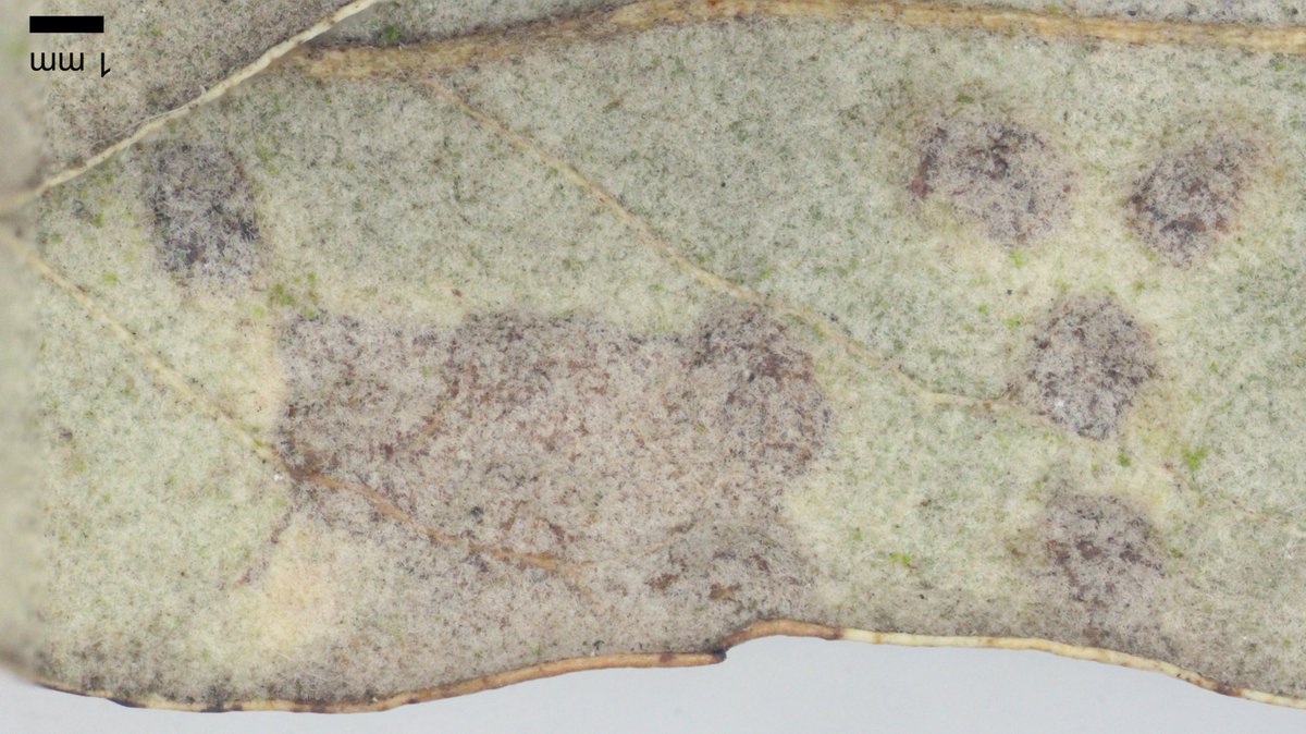 David Notton tweet media