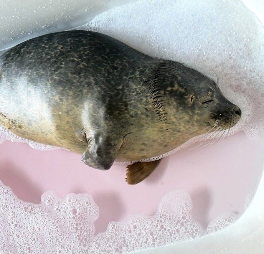 Awesome Seal Toast 🌻🦭 tweet media