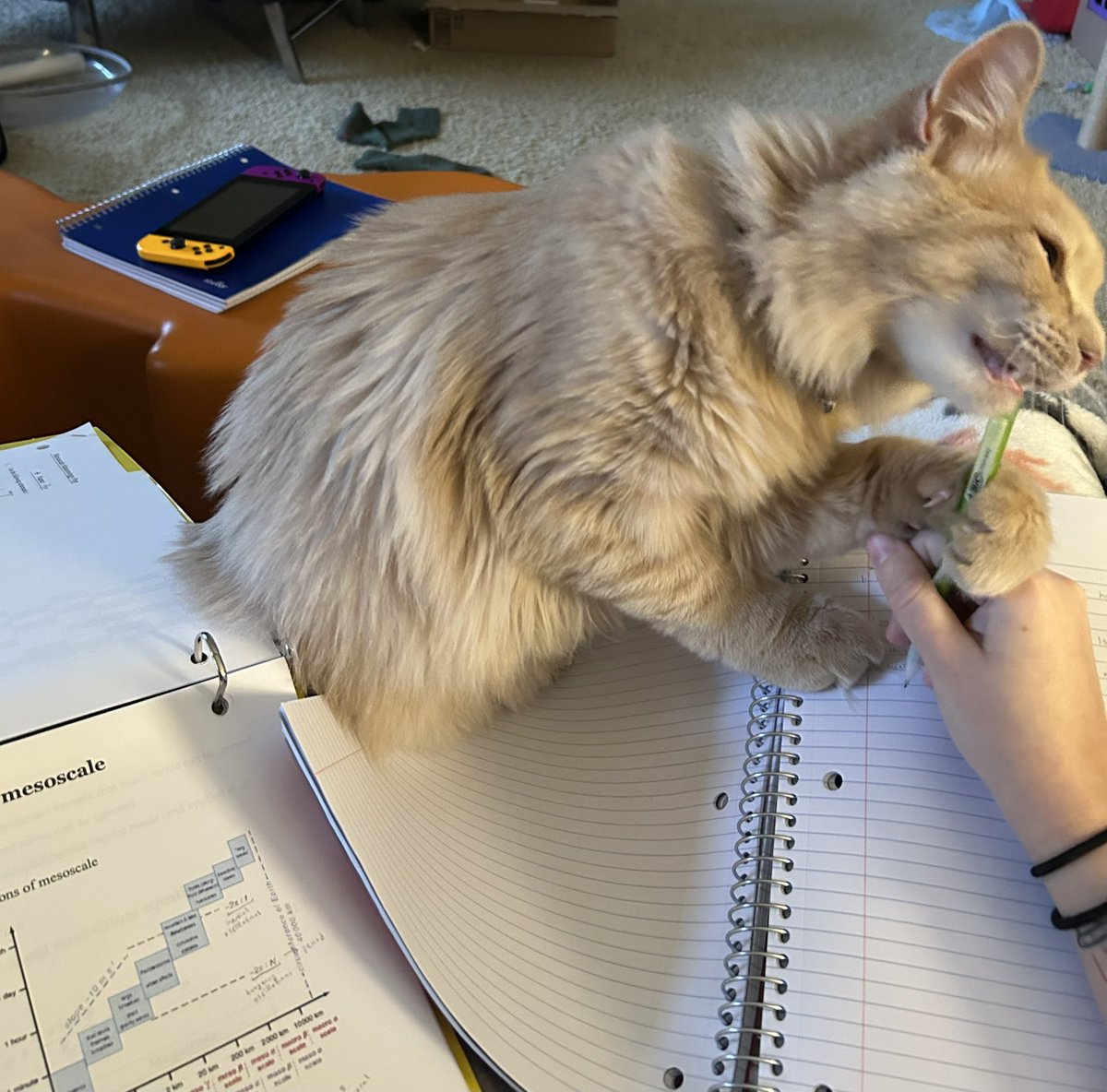 sharkapo_'s tweet photo. @PunchingCat Can she and Caesar and Crouton be friends https://t.co/61dGhwazg8