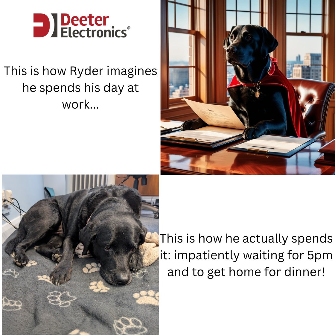 #workinglikeadog #labrador #officedog