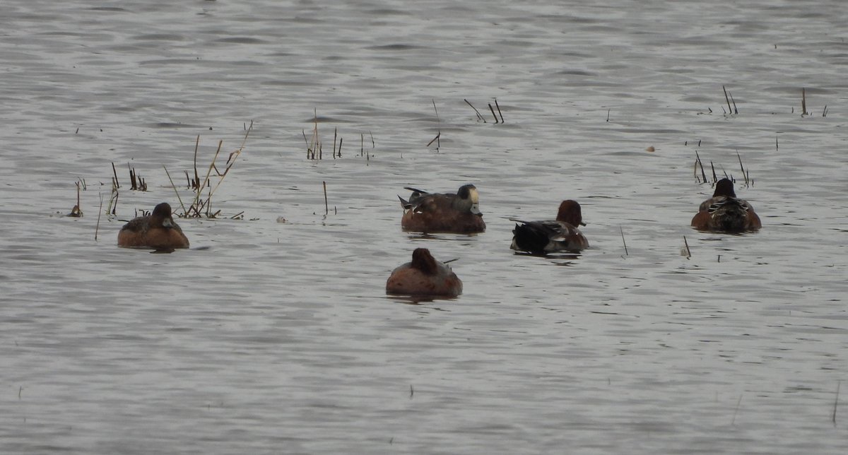 LDV NNR (@ldv_nnr) on Twitter photo The #LDV October sightings are now online on the NNR blog - ldvnnr.blogspot.com/p/oct-24.html. Many thanks to everyone who contributed records and counts throughout the month, in particular to members of <a href="/YorkBirding/">York Birding</a> & regular patch birder <a href="/Duncbye/">Duncan Bye</a> The #LDV October sightings are now online on the NNR blog - ldvnnr.blogspot.com/p/oct-24.html. Many thanks to everyone who contributed records and counts throughout the month, in particular to members of <a href="/YorkBirding/">York Birding</a> & regular patch birder <a href="/Duncbye/">Duncan Bye</a>