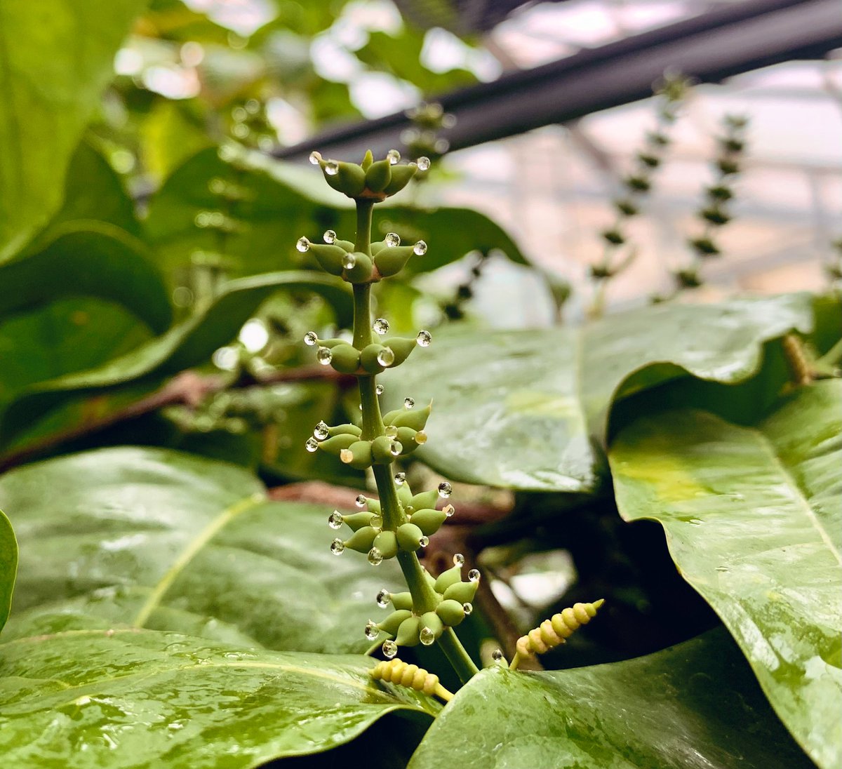 Pollination drops from Gnetum ovule-bearing cones. I low key screamed when seeing this because it was incredibly beautiful! Hopefully this is a good sign for a good week.