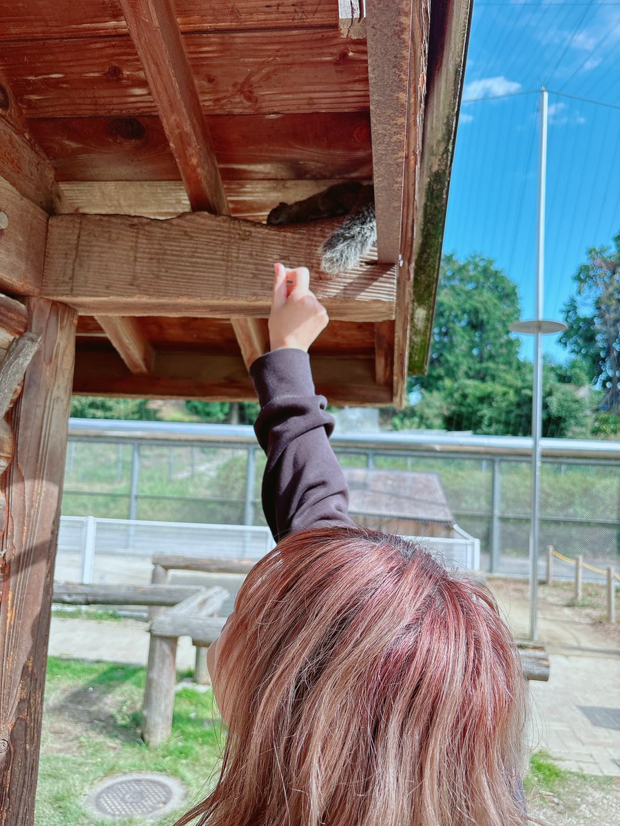 QueenMoreFlower's tweet photo. リス🐿
無事に行ってきたで。
世間は御堂筋のミッキーやマツケン様に行ってたであろうが、わたしはリス公園に行ってリスをガン見してきた。
彼と過ごす平和な時間がすき。 https://t.co/pe6WcBtwIV