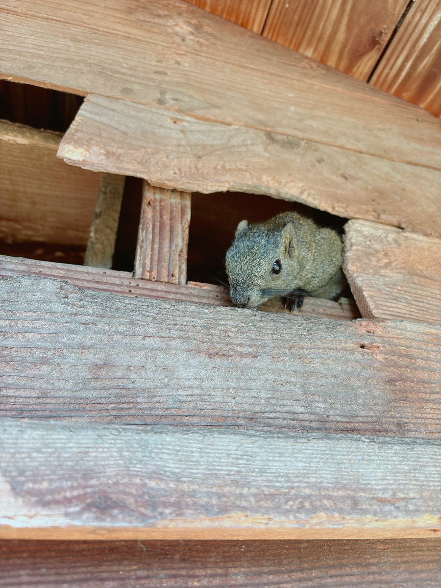 QueenMoreFlower's tweet photo. リス🐿
無事に行ってきたで。
世間は御堂筋のミッキーやマツケン様に行ってたであろうが、わたしはリス公園に行ってリスをガン見してきた。
彼と過ごす平和な時間がすき。 https://t.co/pe6WcBtwIV