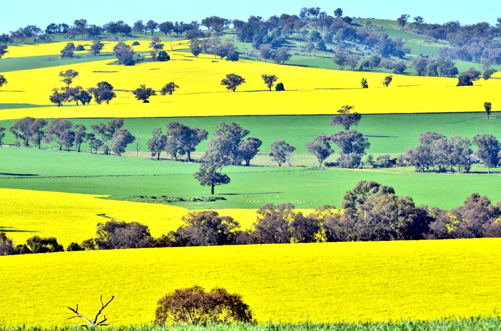 One of my all time favourites. Brilliant yellow canola fields in central New South Wales. I love the lines and of course the Aussie colours. #TimelineCleanse