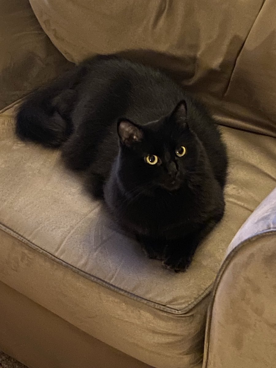 MemeCat99014509's tweet photo. 🐾I plopped myself in Meme’s 🪑. 
   I’m preparing my purrfect panfur 🍞
   for #KittyLoafMonday, &amp; keeping her
   chair nice &amp; toasty warm.🔥😉🐾

     🧡🍁🤎🍂😽 to everypawdy!
                   🖤~Sabrina

#CatsOfTwitter #CatsOfX #BlackCats #CatsAreFamily #MondayCats #Cats https://t.co/nczYh9jAUY