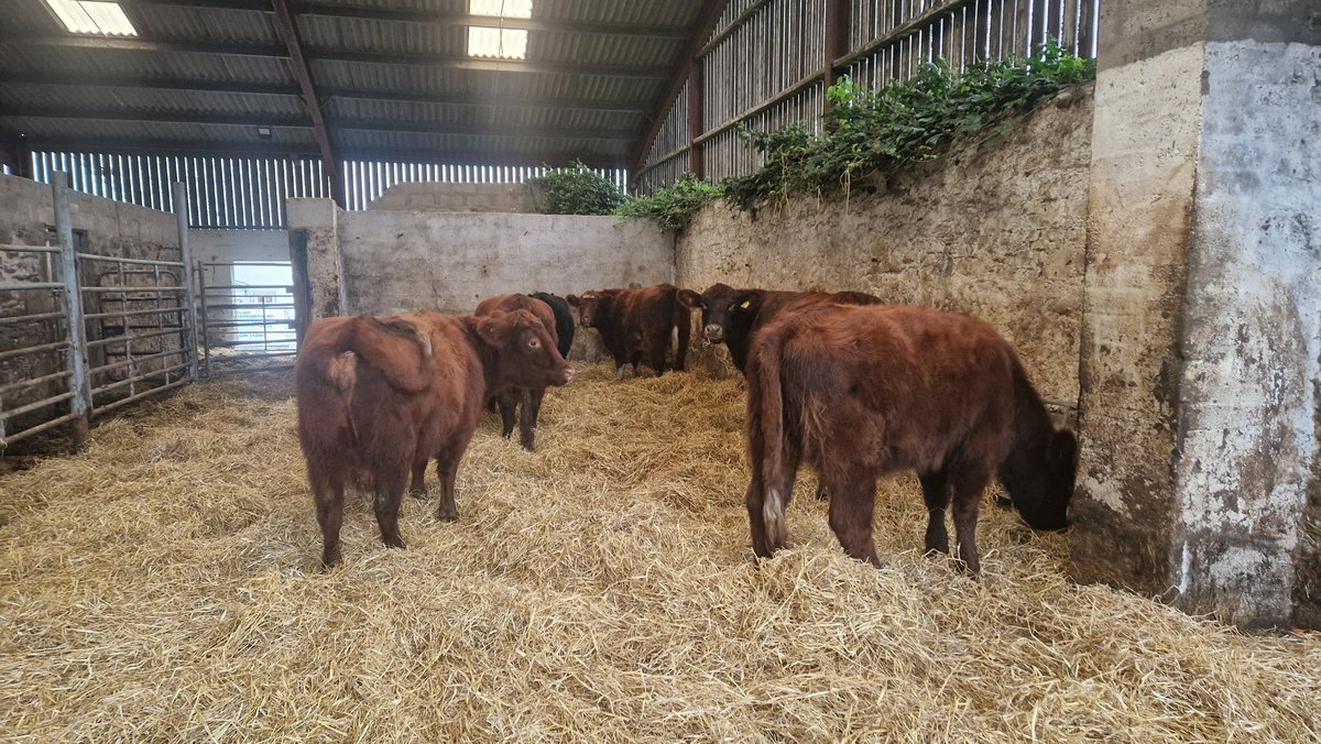 Edinvale Farm 🌱🐂 tweet media