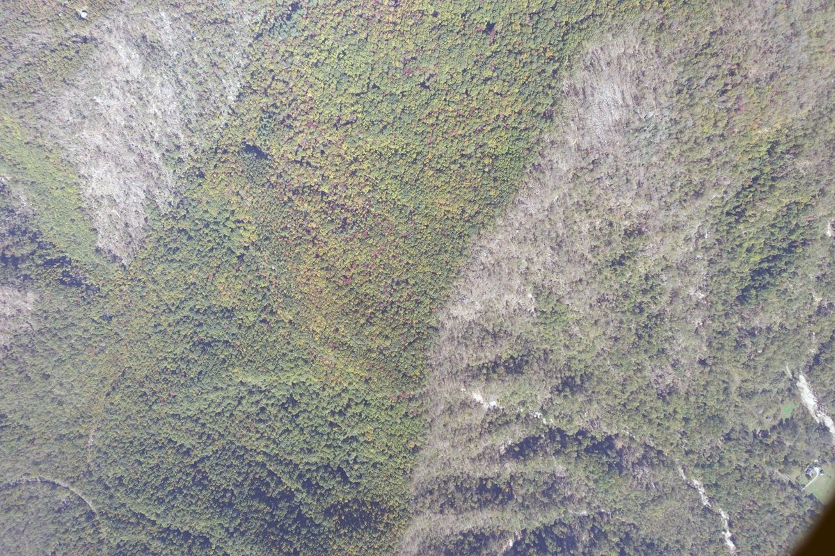 Aerial survey of damage to forestland in McDowell County