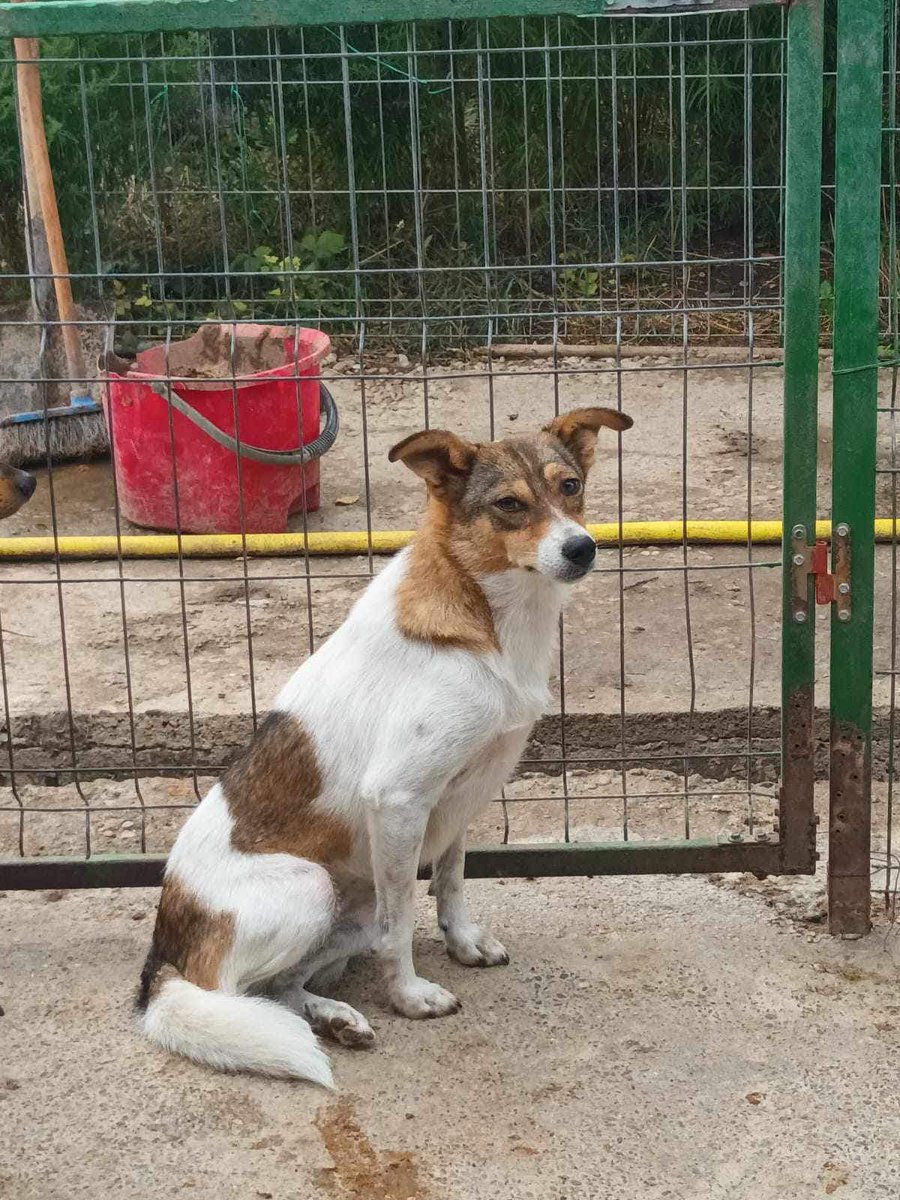 Pawprints2F's tweet photo. My name is Violet and I have been in the shelter since I was a small pup. I'm a shy girl who will need a calm and patient home. I can live with dogs, and would benefit from a confident dog in particular.

Please apply for me:
https://t.co/uLrEQRRZ9D https://t.co/Sk6vkB5TI0