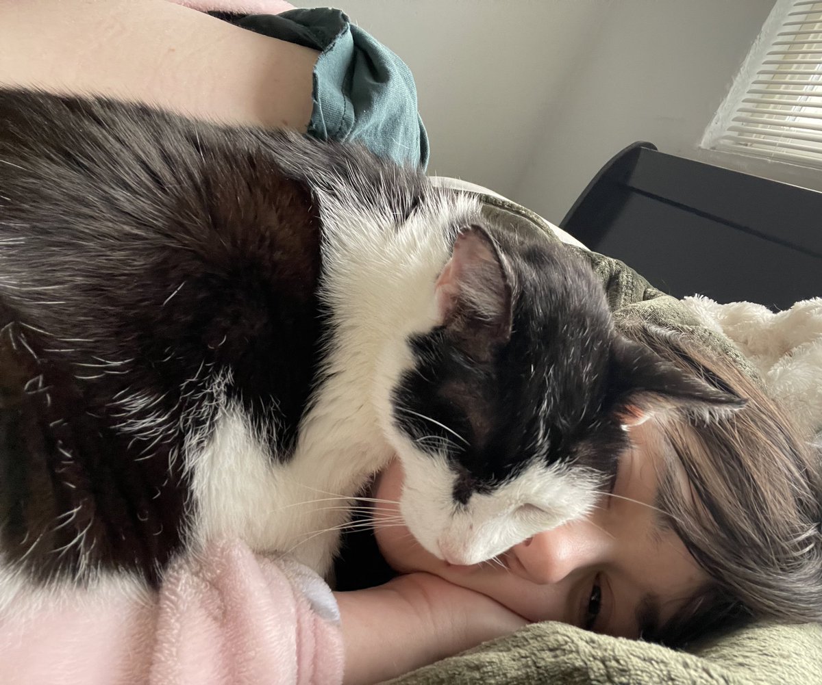 Friends of Bear Cat Rescue tweet media