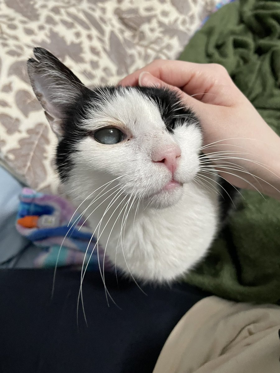 Friends of Bear Cat Rescue tweet media