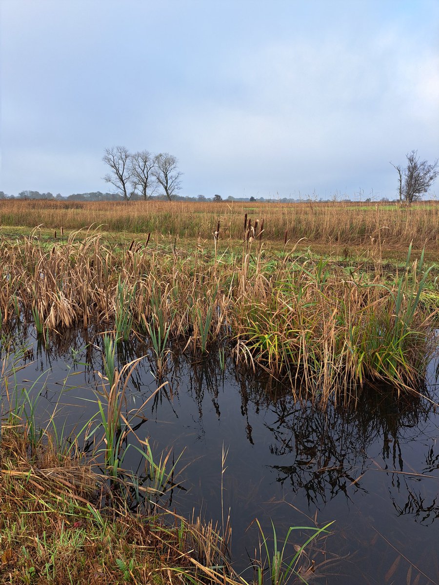 LCSEA's tweet image. Wat een leuke route 💚 in prachtige omgeving #riet #laarzenpad #trekpontjes @BCDeWieden #natuurmonumenten #kidshaddenstudiedag