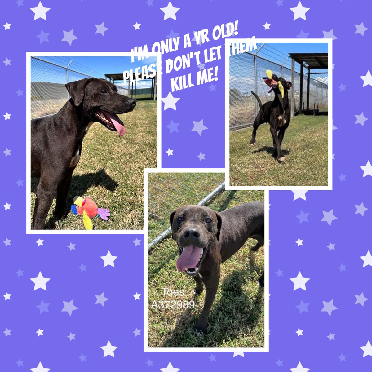 SamfromSpain's tweet photo. 🚨🚨🚨TOES #A372989 has it all!
Friendly, lively, energetic, fun
Most of all, wants 2 live & have a ❤️ 🏡!
Don’t let Corpus Christi AC take the life of this handsome 1 yr old today‼️🙏
Tag 4 #RESCUE asap!
#FOSTER
#ADOPT
PLZ ACT AT THIS LATE STAGE!
🆘 NOW! Don’t let him down!🙏 https://t.co/j0mmsbU8U3