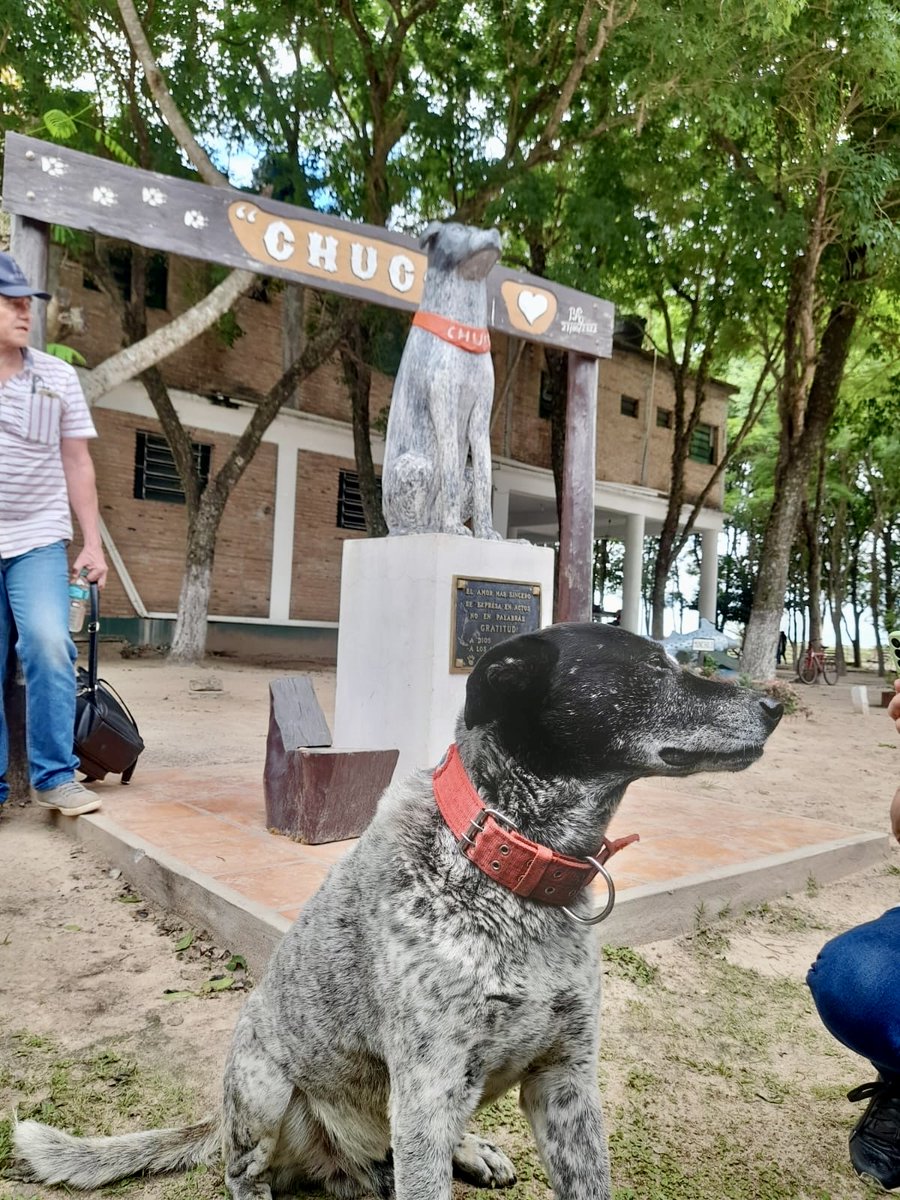 arquiguru's tweet photo. En Humaitá, hay un perro que siempre recibe a los turistas que vienen a conocer las ruinas.

Se llama Chuco y tiene su propio monumento.

Una vez se fue de joda y todo el pueblo salió a buscarle.

Un tipazo Chuco. https://t.co/QY30ZC2xTP