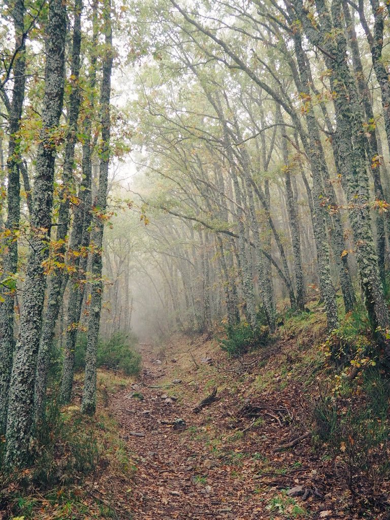 adventicia 🍃 tweet media