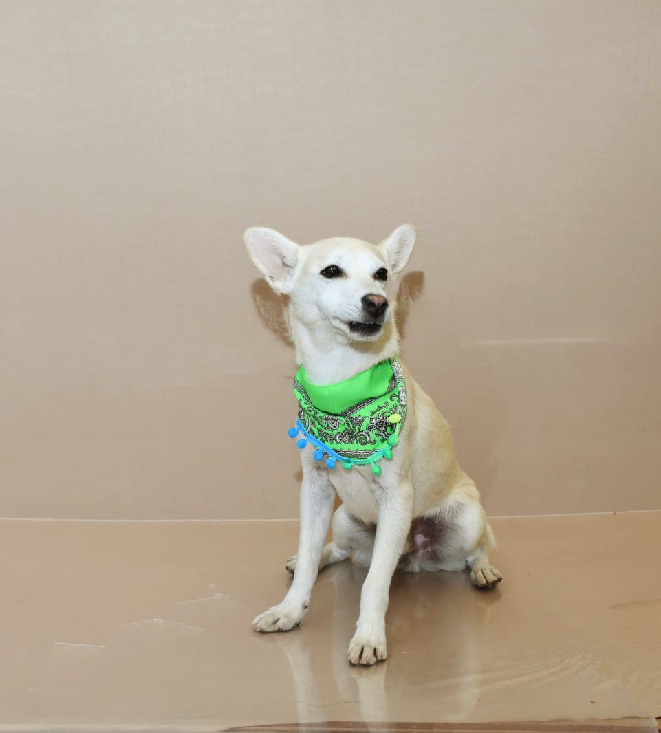 VIBRAmascotas's tweet photo. Amigos tenemos muchos perritos en adopción , lamentablemente la mayoría no son lo que la gente busca.  
Llevan meses esperando que alguien se enamore de ellos pero no importa que sean adorables y que tengan una personalidad muy bonita, como no son de raza nadie pregunta por ninguno de ellos.  💔🥺
No podemos seguir rescatando porque no hay adopciones 
Por favor 🙏🏽 alguien que adopte a algún perrito que nadie adopta 
Adopta para ayudar!
Si no puedes adoptar ayúdales con un poco de alimento mientras esperan a quien si puede adoptar 
Por favor 🙏🏽 
Todo suma , todo ayuda , todo cuenta 🥺🙏🏽🥰
https://t.co/P09OoQL3Zg

Banco Azteca 
Diana Carolina Rosales Pérez
CLABE 1271 8001 3430 2782 63 
TARJETA 5512382370661060

BANCOMER
Diana Carolina Rosales Pérez 
4152314199269617
Clabe 012 180 01599547546 5

Spin Oxxo 
4217 4700 5339 4454

Paypal  (nos cobra comisión) 
https://t.co/Gc82EZ8nhy