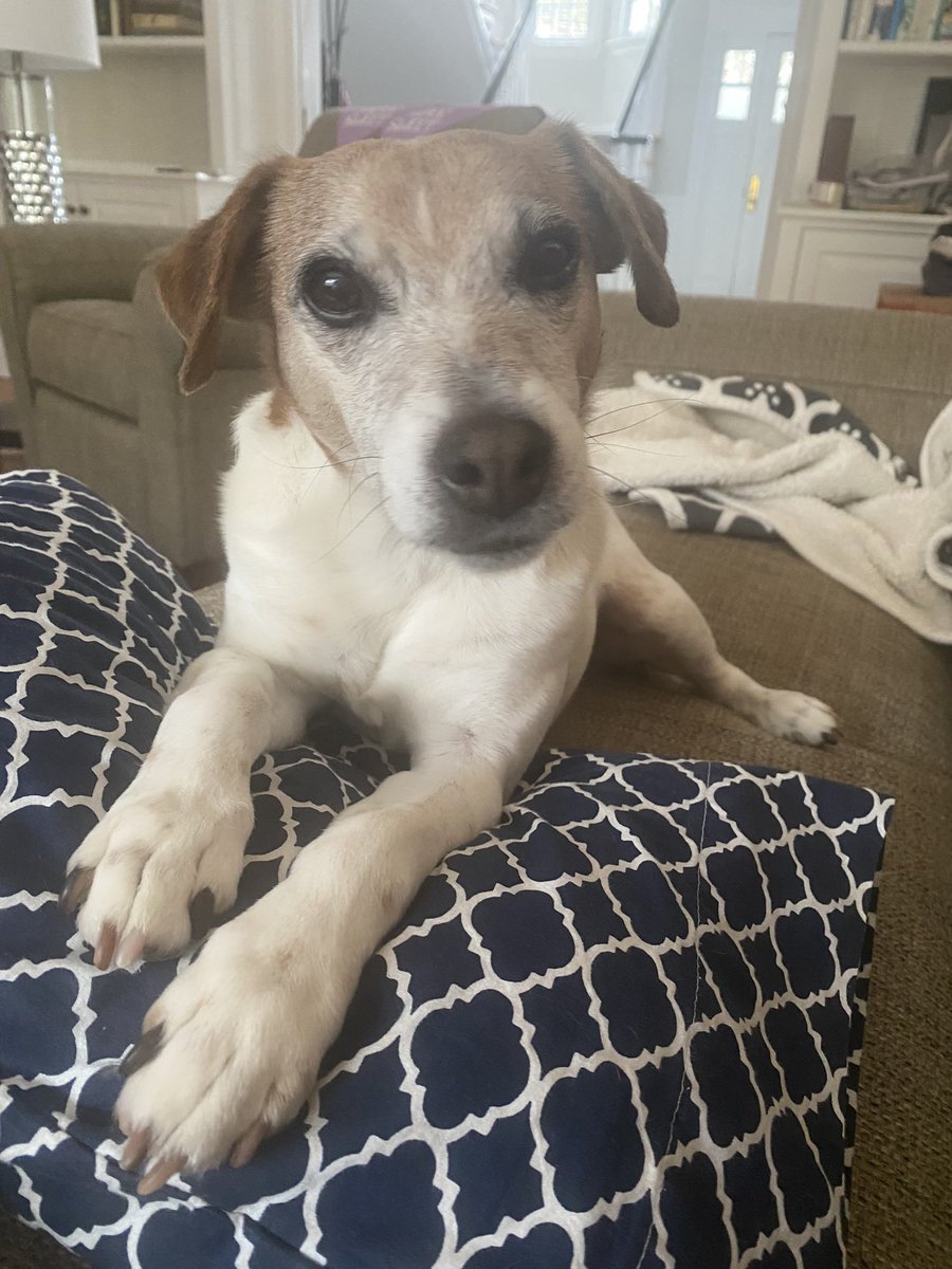 Baby Beatrice & Little Bear tweet media