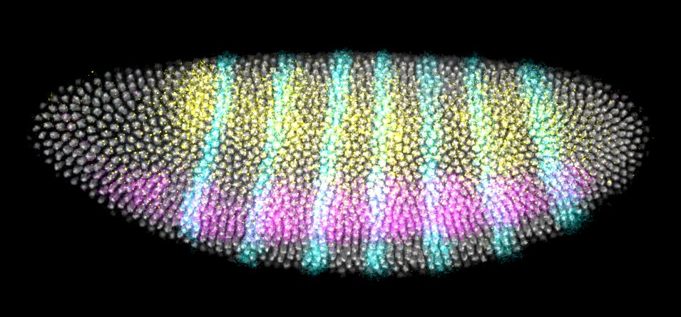 Adam Martin (@martinlabmit) on Twitter photo Pleased to share the publication of our paper showing the role of EGFR in coordinating morphogenetic movements in Developmental Cell. Congratulations <a href="/MITBiology/">MIT Biology</a> postdoc, <a href="/natclarke8/">nat clarke</a> for all your hard work!
Article: pubmed.ncbi.nlm.nih.gov/39461341/ Pleased to share the publication of our paper showing the role of EGFR in coordinating morphogenetic movements in Developmental Cell. Congratulations <a href="/MITBiology/">MIT Biology</a> postdoc, <a href="/natclarke8/">nat clarke</a> for all your hard work!
Article: pubmed.ncbi.nlm.nih.gov/39461341/