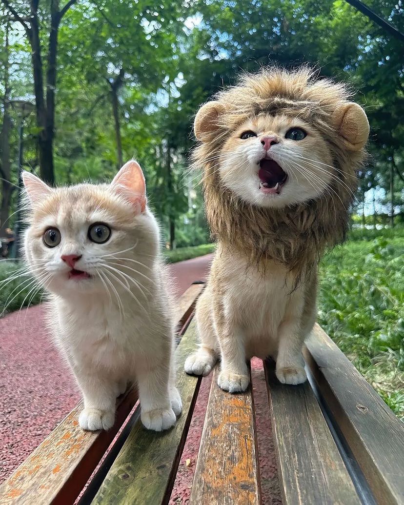 Catsillyness's tweet photo. Rawr https://t.co/kGUNb6hQHS