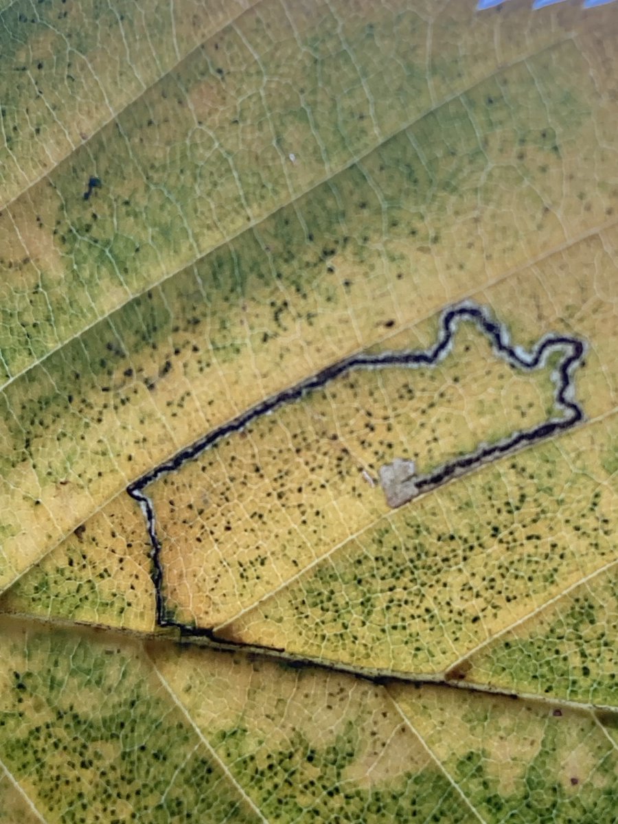 Paz Fletcher tweet media